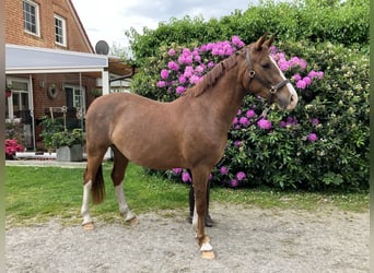 Duitse rijpony, Ruin, 3 Jaar, 148 cm, Vos