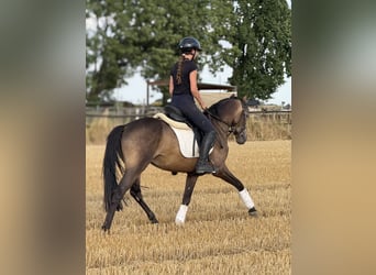 Duitse rijpony, Ruin, 3 Jaar, 149 cm, Buckskin