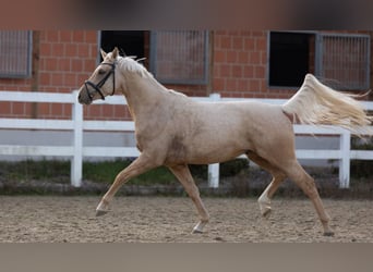 Duitse rijpony, Ruin, 3 Jaar, 149 cm, Palomino