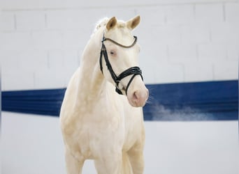 Duitse rijpony, Ruin, 3 Jaar, 149 cm, Perlino