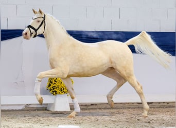 Duitse rijpony, Ruin, 3 Jaar, 149 cm, Perlino