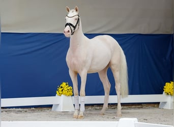Duitse rijpony, Ruin, 3 Jaar, 149 cm, Perlino