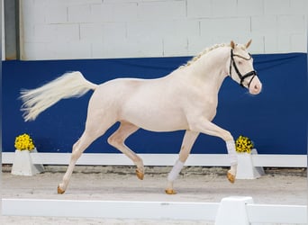 Duitse rijpony, Ruin, 3 Jaar, 149 cm, Perlino