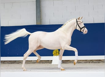 Duitse rijpony, Ruin, 3 Jaar, 149 cm, Perlino
