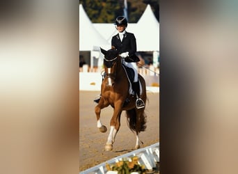 Duitse rijpony, Ruin, 3 Jaar, 149 cm, Vos