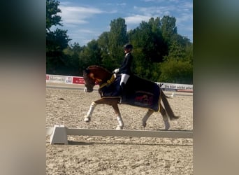 Duitse rijpony, Ruin, 3 Jaar, 149 cm, Vos
