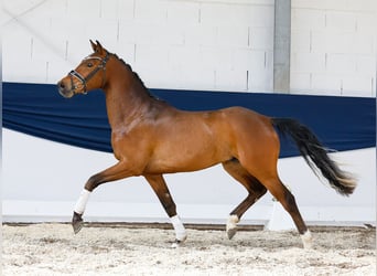Duitse rijpony, Ruin, 3 Jaar, 150 cm, Bruin