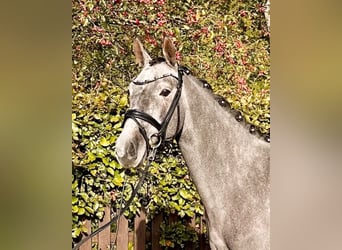 Duitse rijpony, Ruin, 3 Jaar, 150 cm, kan schimmel zijn