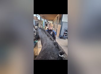 Duitse rijpony, Ruin, 3 Jaar, 150 cm, kan schimmel zijn