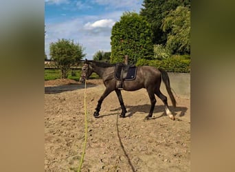 Duitse rijpony, Ruin, 3 Jaar, 150 cm, kan schimmel zijn