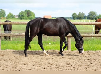 Duitse rijpony, Ruin, 3 Jaar, 150 cm, Zwart