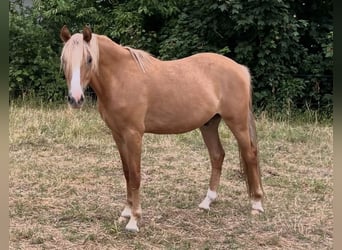 Duitse rijpony, Ruin, 3 Jaar, 151 cm, Falbe