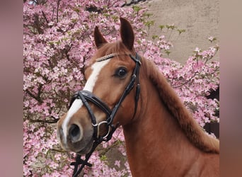 Duitse rijpony, Ruin, 3 Jaar, 151 cm, Vos