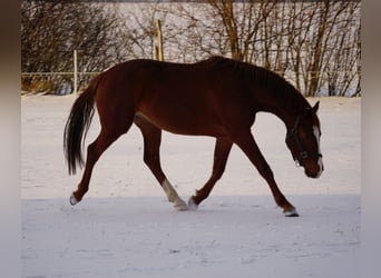 Duitse rijpony, Ruin, 3 Jaar, 151 cm, Vos
