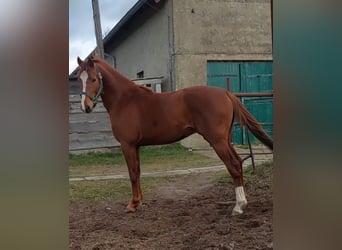 Duitse rijpony, Ruin, 3 Jaar, 151 cm, Vos