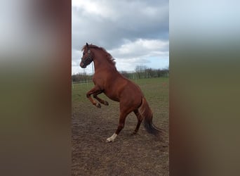 Duitse rijpony, Ruin, 3 Jaar, 151 cm, Vos