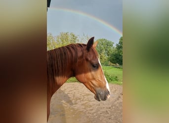 Duitse rijpony, Ruin, 3 Jaar, 151 cm, Vos
