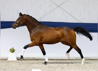 Duitse rijpony, Ruin, 3 Jaar, 152 cm, Bruin