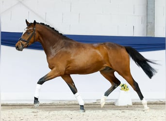 Duitse rijpony, Ruin, 3 Jaar, 152 cm, Bruin
