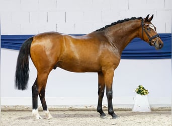 Duitse rijpony, Ruin, 3 Jaar, 152 cm, Bruin