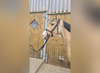 Duitse rijpony, Ruin, 3 Jaar, 152 cm, Buckskin