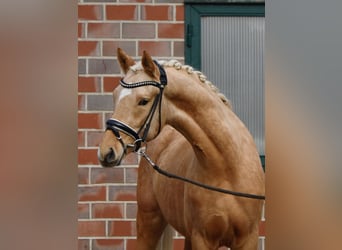 Duitse rijpony, Ruin, 3 Jaar, 152 cm, Palomino