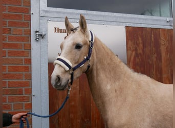 Duitse rijpony, Ruin, 3 Jaar, 152 cm, Palomino