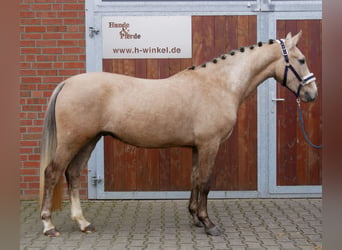 Duitse rijpony, Ruin, 3 Jaar, 152 cm, Palomino