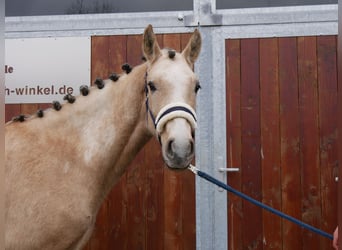 Duitse rijpony, Ruin, 3 Jaar, 152 cm, Palomino