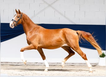 Duitse rijpony, Ruin, 3 Jaar, 153 cm, Vos