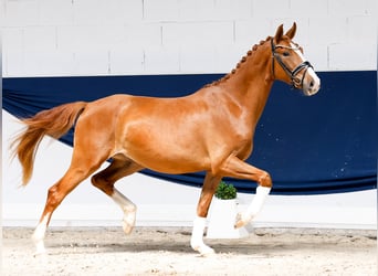 Duitse rijpony, Ruin, 3 Jaar, 153 cm, Vos