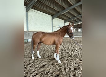 Duitse rijpony, Ruin, 3 Jaar, 153 cm, Vos