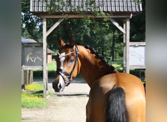 Duitse rijpony, Ruin, 3 Jaar, 154 cm, Brauner