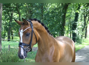Duitse rijpony, Ruin, 3 Jaar, 154 cm, Brauner