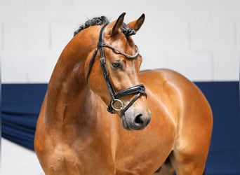 Duitse rijpony, Ruin, 3 Jaar, 154 cm, Bruin