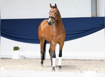 Duitse rijpony, Ruin, 3 Jaar, 154 cm, Bruin
