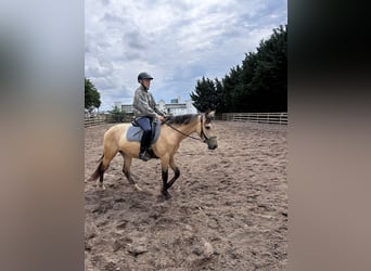 Duitse rijpony, Ruin, 3 Jaar, 154 cm, Buckskin