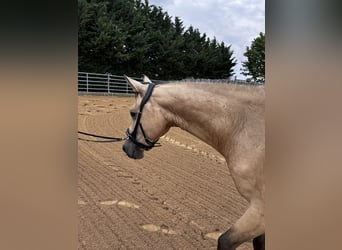 Duitse rijpony, Ruin, 3 Jaar, 154 cm, Buckskin
