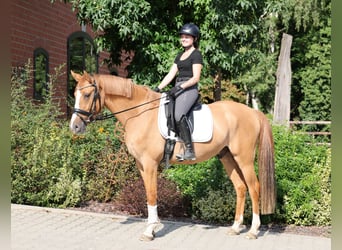 Duitse rijpony, Ruin, 3 Jaar, 154 cm, Falbe