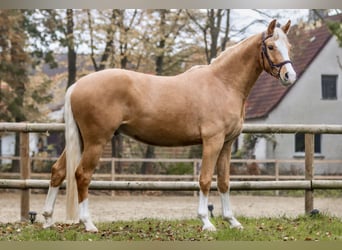 Duitse rijpony, Ruin, 3 Jaar, 154 cm, Palomino