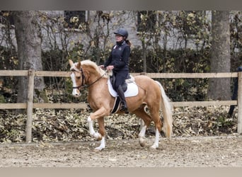 Duitse rijpony, Ruin, 3 Jaar, 154 cm, Palomino