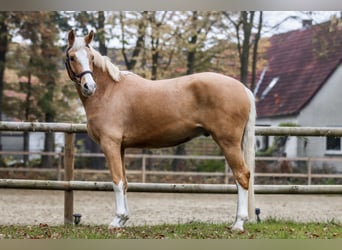 Duitse rijpony, Ruin, 3 Jaar, 154 cm, Palomino