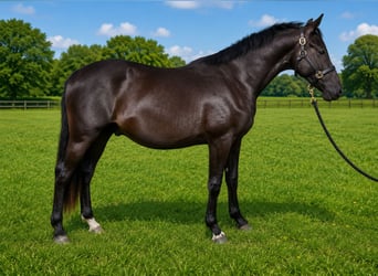 Duitse rijpony, Ruin, 3 Jaar, 154 cm, Zwartbruin
