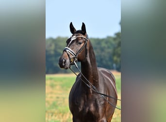 Duitse rijpony, Ruin, 3 Jaar, 155 cm, Donkerbruin