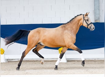 Duitse rijpony, Ruin, 3 Jaar, 155 cm, Falbe