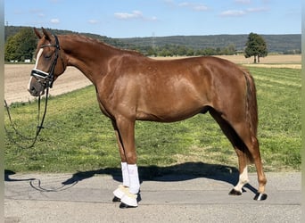 Duitse rijpony, Ruin, 3 Jaar, 155 cm, Vos