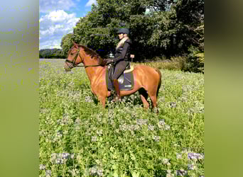 Duitse rijpony, Ruin, 3 Jaar, 156 cm, Vos