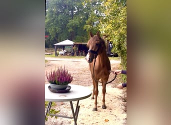 Duitse rijpony, Ruin, 3 Jaar, 156 cm, Vos