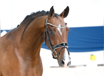 Duitse rijpony, Ruin, 3 Jaar, 158 cm, Bruin