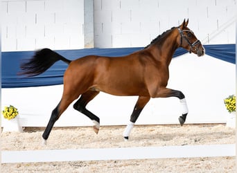 Duitse rijpony, Ruin, 3 Jaar, 158 cm, Bruin